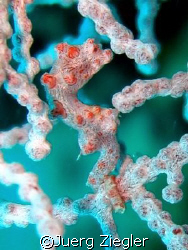 Pigmy Seahorse at Mataking Island

Mataking Island, Sab... by Juerg Ziegler 